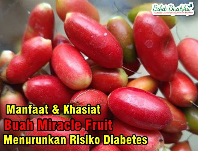 Manfaat Buah Miracle Fruit