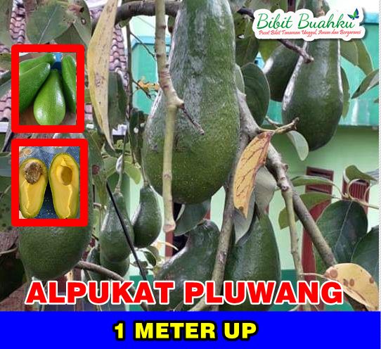 Alpukat Pluwang 1 Meter Up