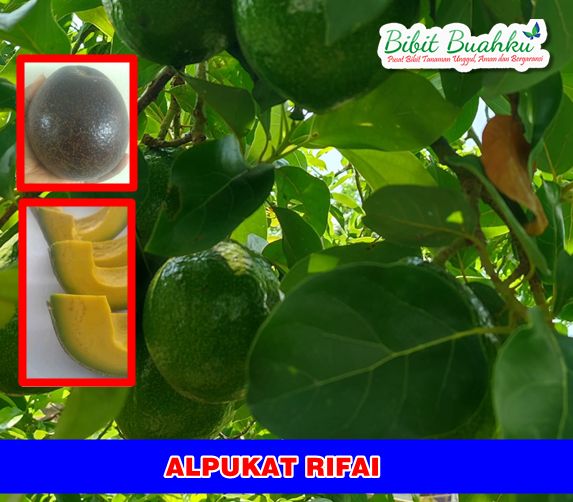 Alpukat Rifai