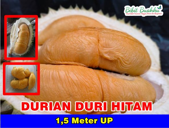 Durian Duri Hitam 1,5 Meter Up