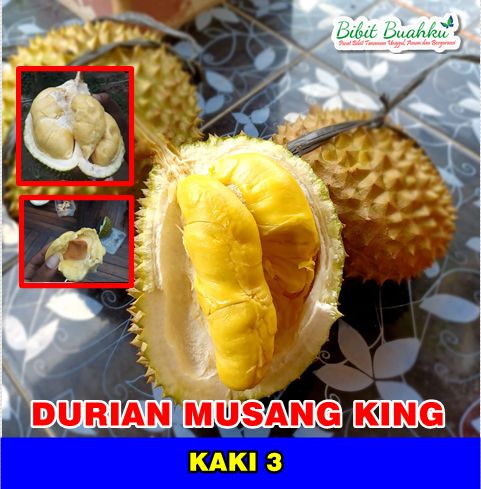 Durian Musang King Kaki 3