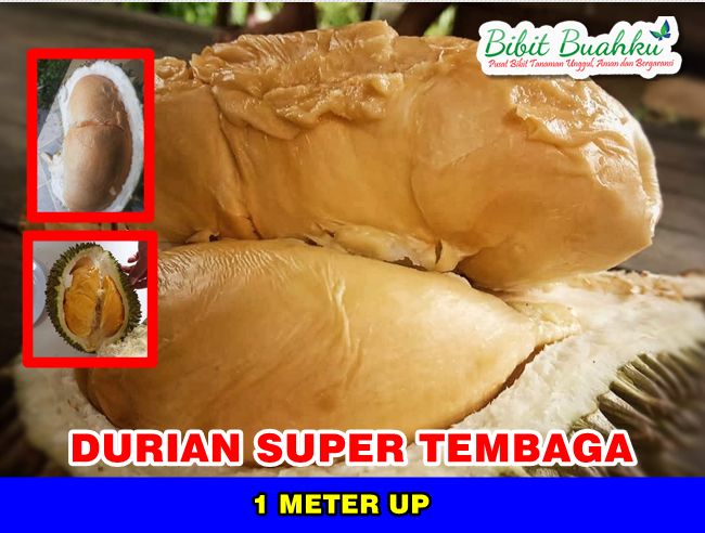Durian Super Tembaga 1 Meter Up