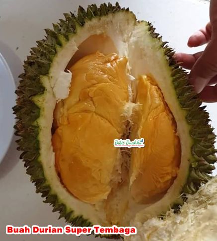 Durian Super Tembaga 2