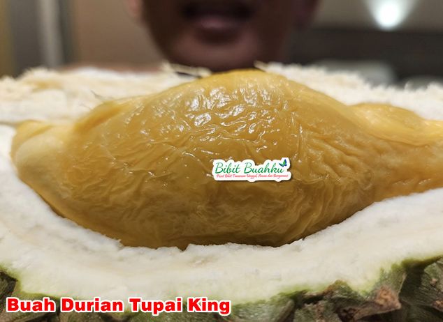Durian Tupai King 1