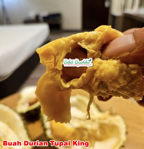Durian Tupai King 2