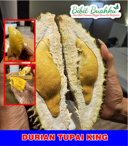 Durian Tupai King
