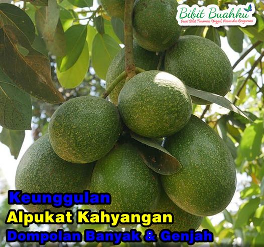 Keunggulan Alpukat kahyangan