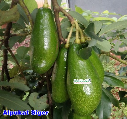 Pohon Alpukat Siger 1