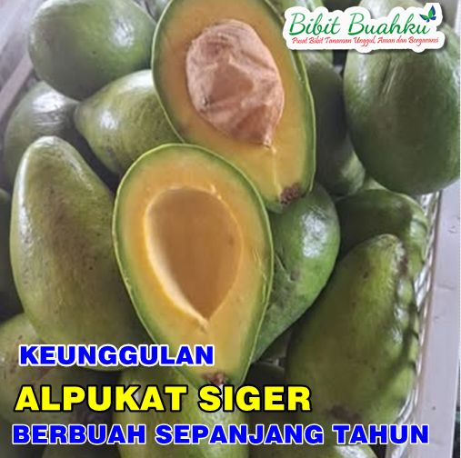 keunggulan Alpukat Siger
