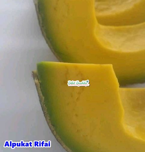 Alpukat Rifai 1