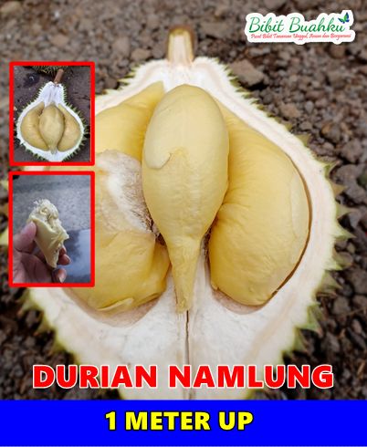 Durian Namlung 1 Meter UP