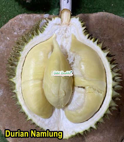 Durian namlung 1 Meter