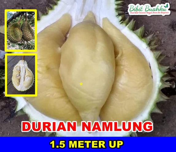 Durian namlung 1,5 meter UP