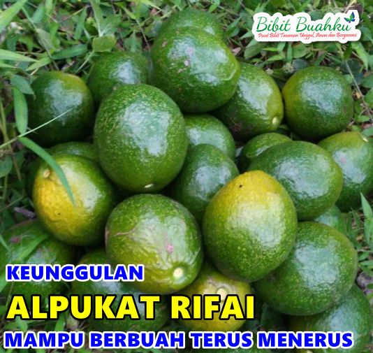 Keunggulan Alpukat Rifai