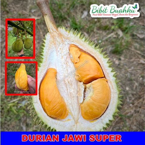 Durian Jawi Super
