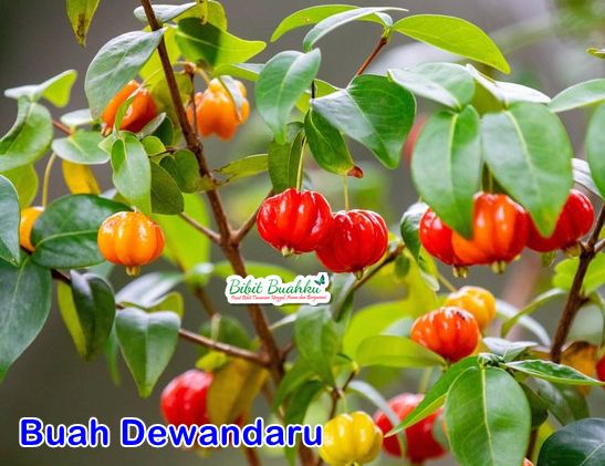 Kandungan BUah Dewandaru