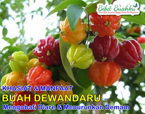 Manfaat Buah Dewandaru