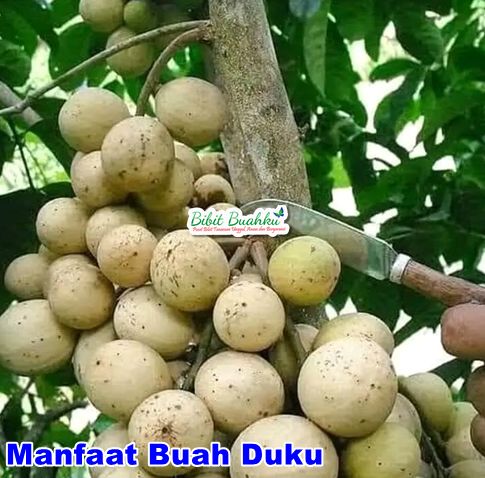 Manfaat Buah Duku 1