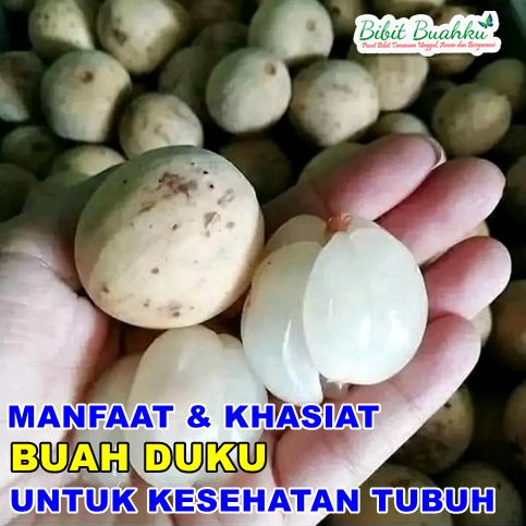 Manfaat Buah Duku
