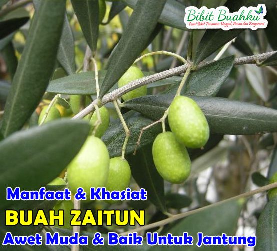 Manfaat Buah Zaitun