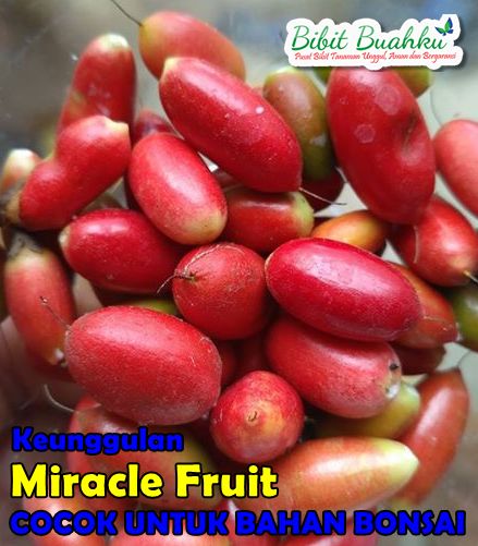 Keunggulan Miracle Fruit