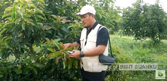 Kebun Alpukat di Daerah Pantai 1