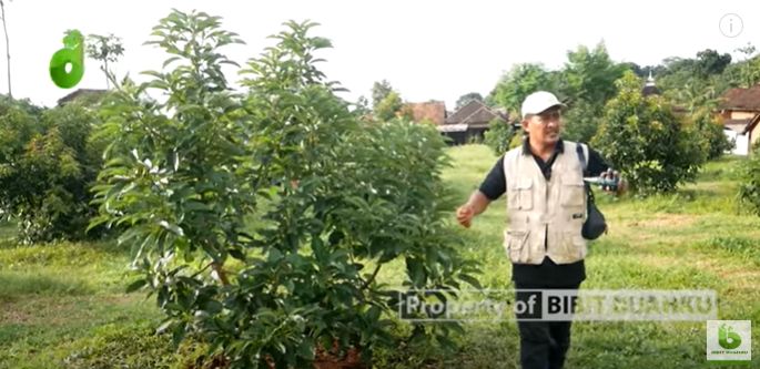 kebun alpukat di daerah pantai
