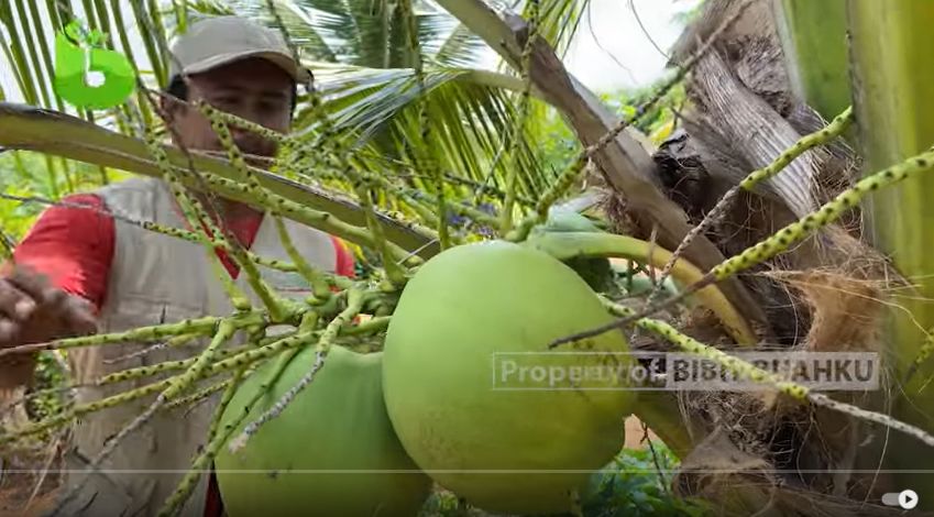 Tips Memilih Bibit Kelapa