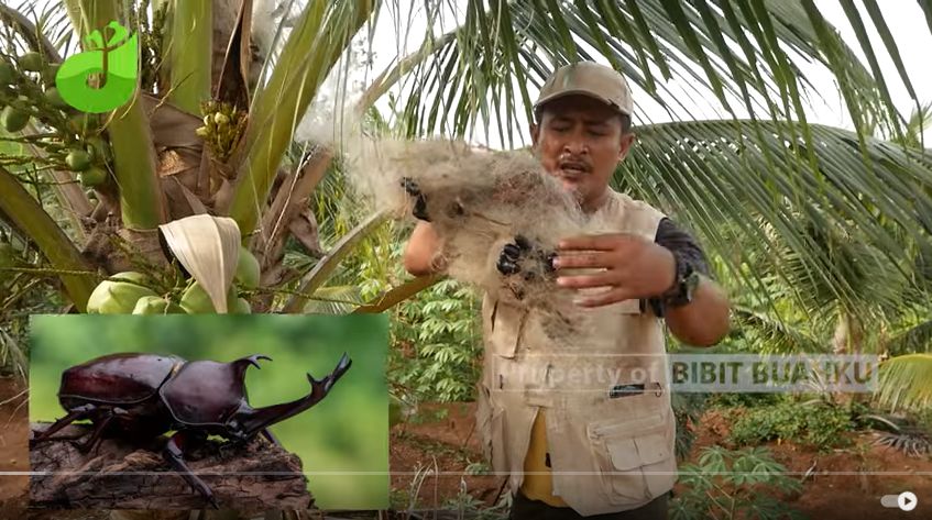 Tips Memilih Bibit kelapa