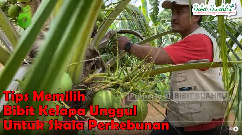 Tips Memilih Bibit kelapa