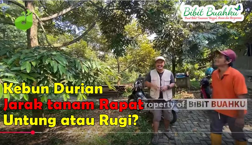 Kebun Durian Jarak Tanam Rapat 