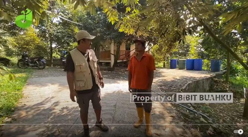 Kebun Durian Jarak Tanam Rapat