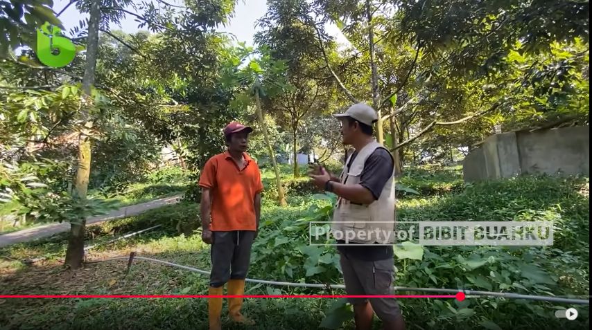 Kebun Durian Jarak tanam Rapat 
