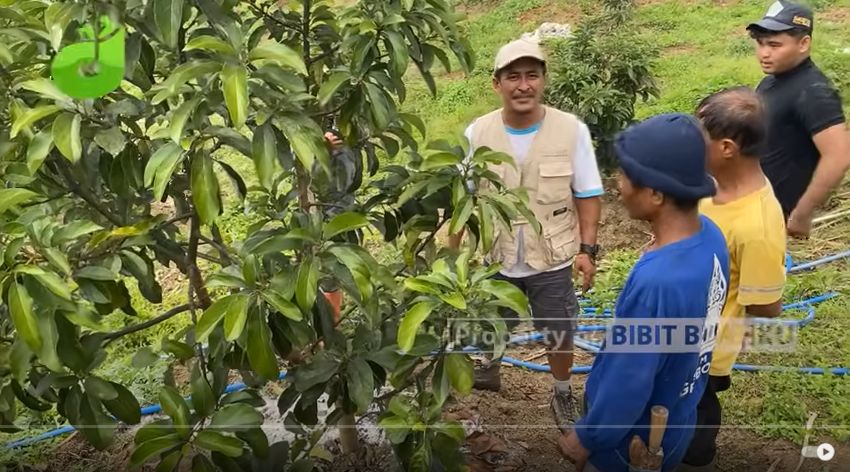 Managemen Resiko Budidaya Alpukat