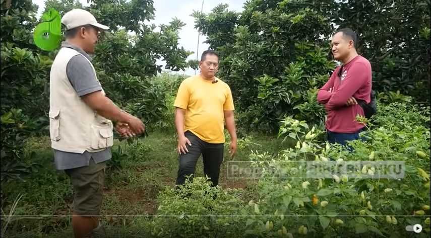 Managemen Resiko Budidaya Alpukat
