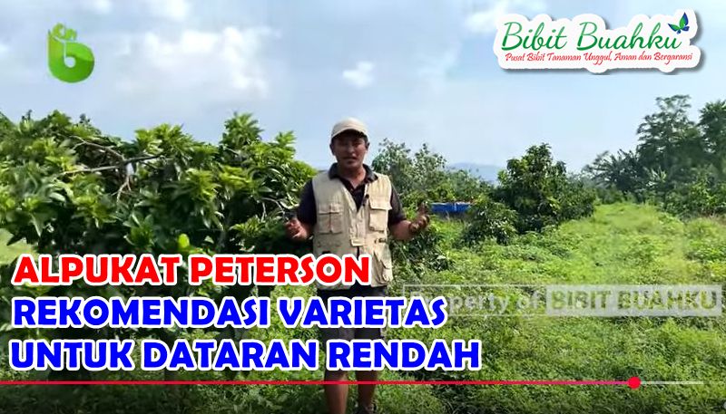 Alpukat Peterson, Dataran Rendah