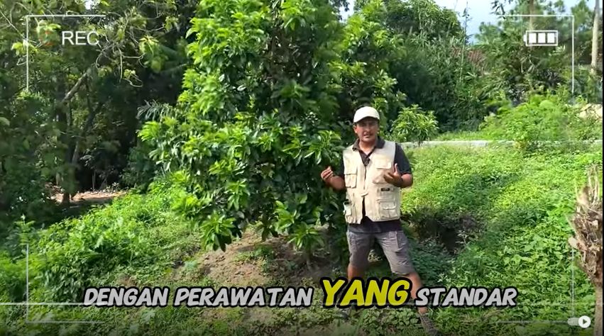 Alpukat Peterson Dataran rendah