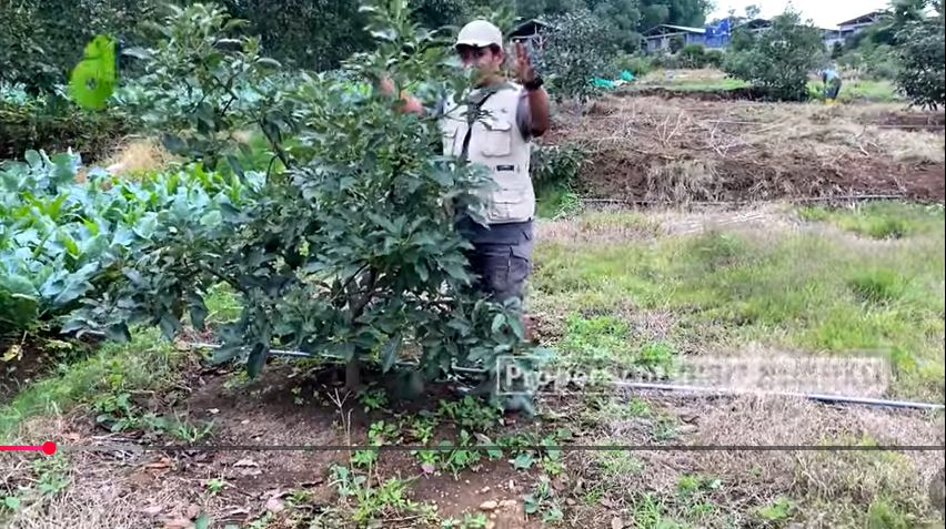 Alpukat Pinkerton 1000 mdpl 1