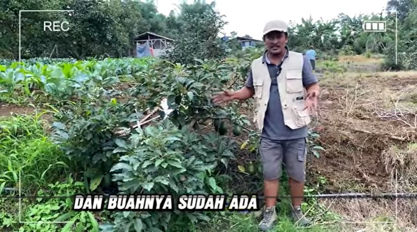 Alpukat Pinkerton 1000 mdpl