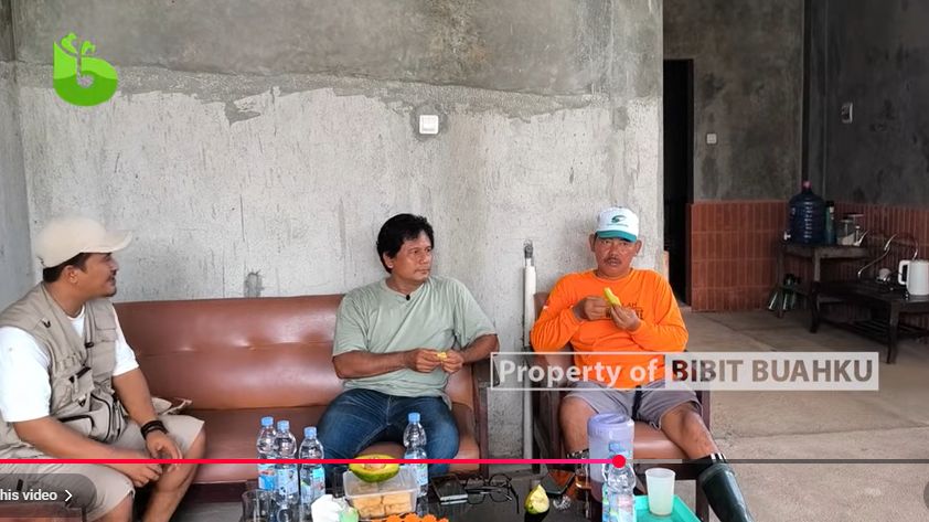 REview Alpukat Simmonds 