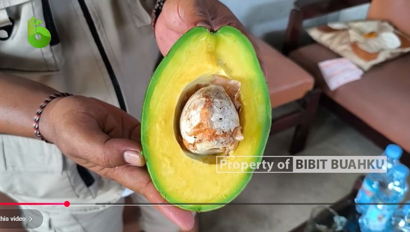 Review Alpukat Simmonds 