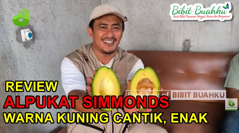 Review Alpukat Simmonds