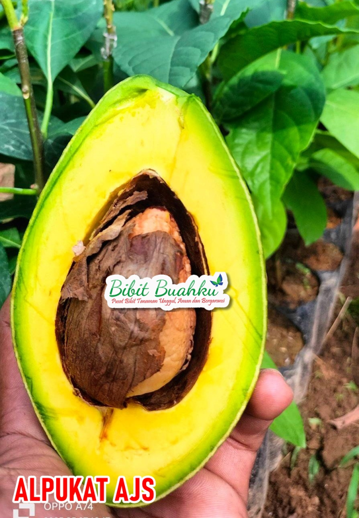 Jual Bibit Alpukat AJS 1