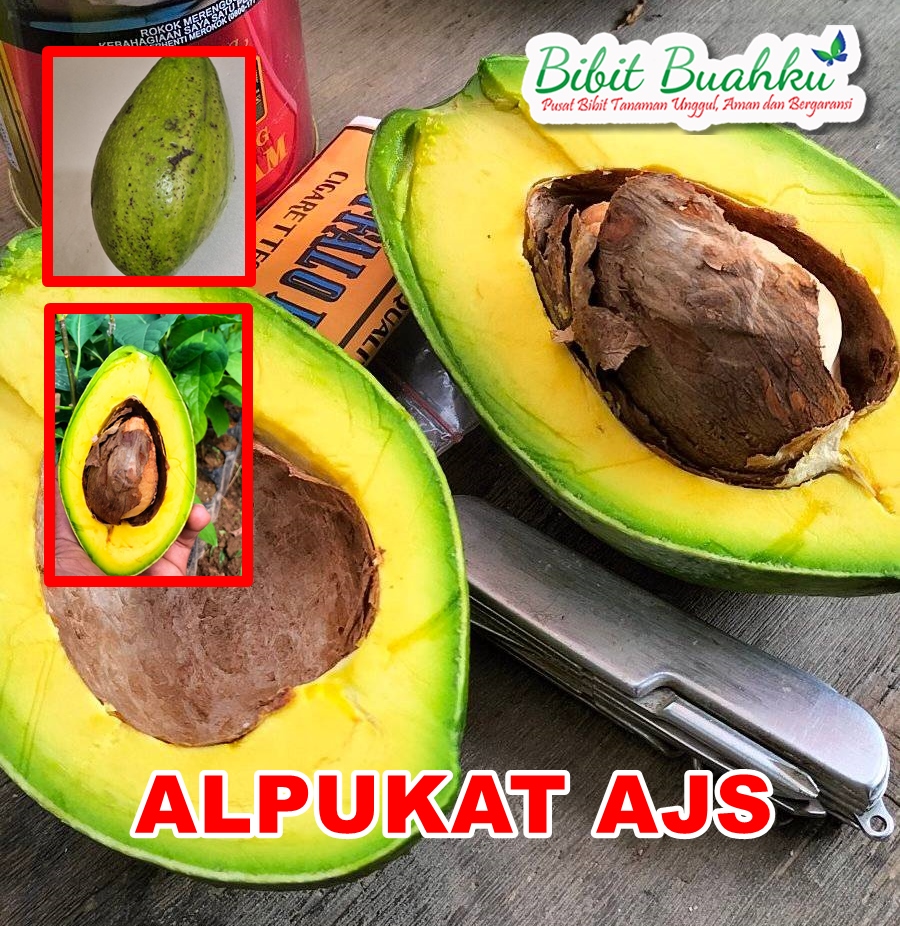Jual Bibit Alpukat AJS