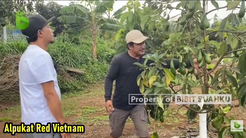 Alpukat Red Vietnam 3