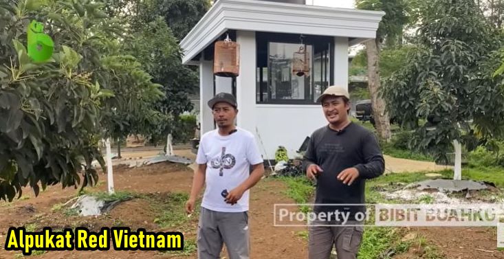 Alpukat Red Vietnam Berbuah Lebat 2