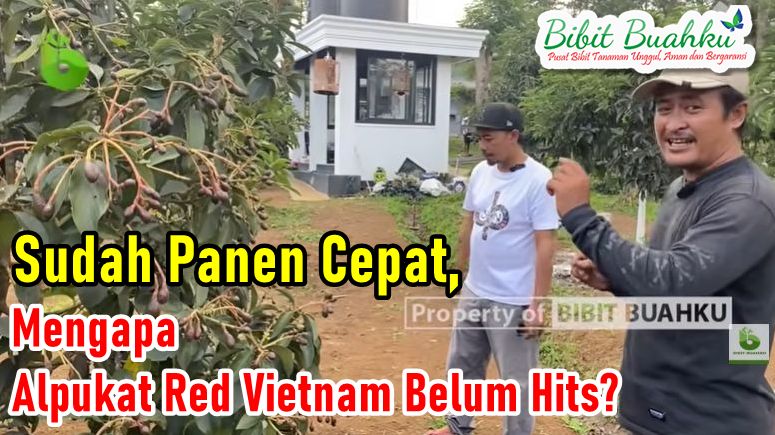 Alpukat Red Vietnam lebat berbuah