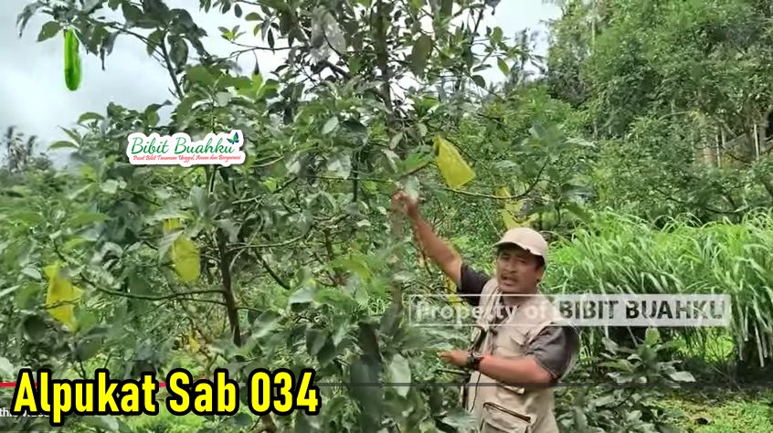 Alpukat Sab 034 di 600 MDPL 3
