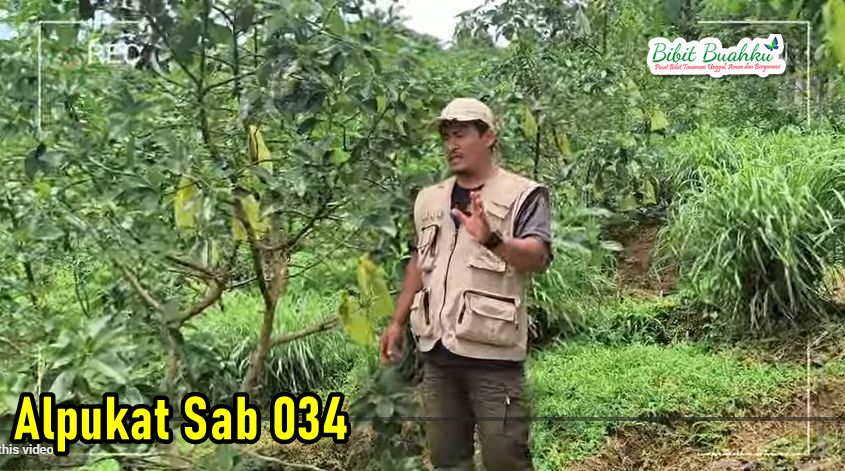 Alpukat Sab 034 di 600 MDPL