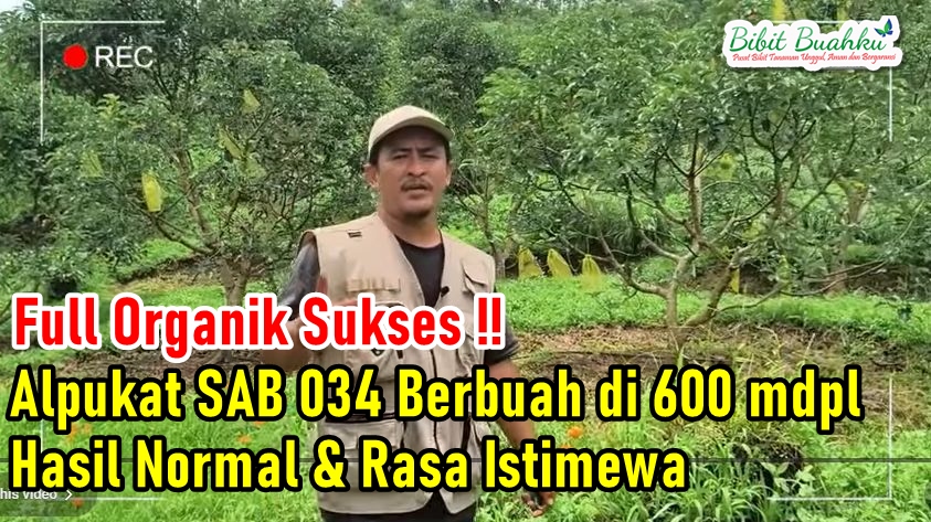 Alpukat Sab 034 di 600 Mdpl 2